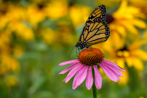 Butterfly landing on flower